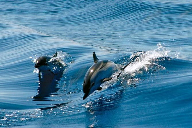 Gibraltar Dolphin Adventure - Quick hits for Gibraltar Dolphin Adventure