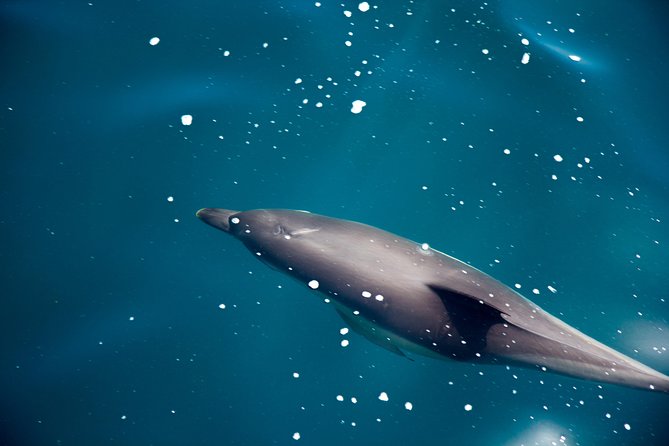 Gibraltar Dolphin Adventure - How the 12:30 pm boat time fits your Gibraltar day
