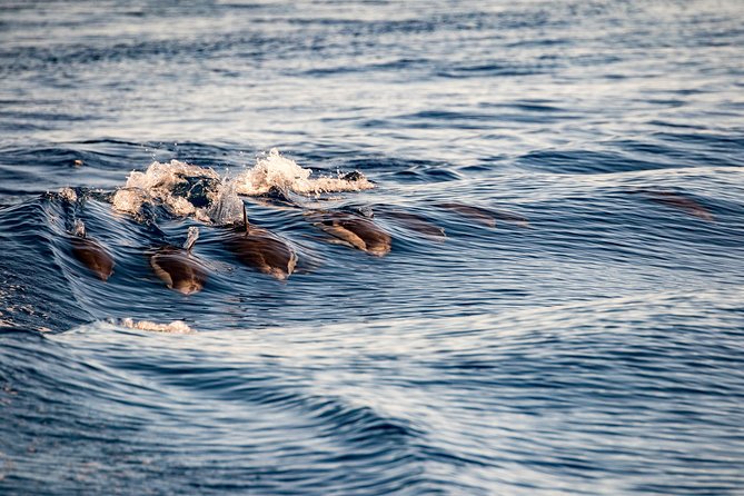 Gibraltar Dolphin Adventure - What the dolphin spotting experience is really like