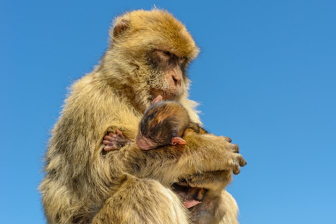Gibraltar Full Day Tour Ultimate Tour 7hrs - La Alameda, nature reserve, and the Pillars of Hercules story