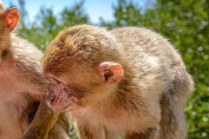 Gibraltar Full Day Tour Ultimate Tour 7hrs - Barbary macaques and the Skywalk, where Gibraltar becomes a view machine