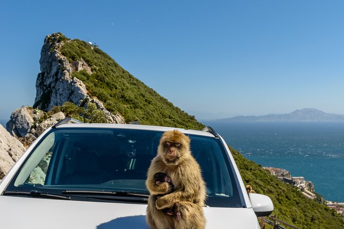 Gibraltar Full Day Tour Ultimate Tour 7hrs - Upper Rock begins with the basics, then turns into the good stuff