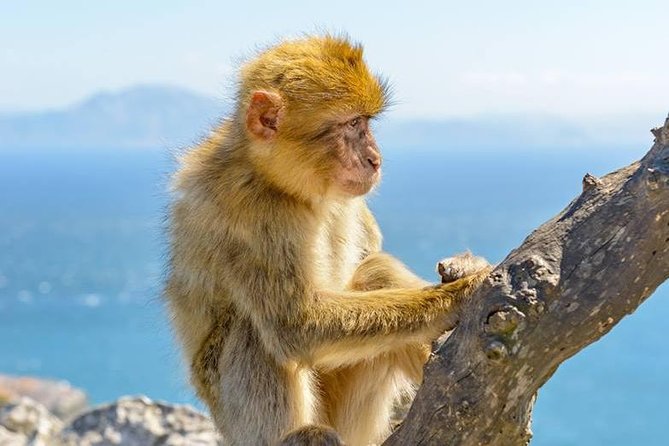 Gibraltar Inside Out Standard Tour 1.45hrs - Price and value: how the group cost plus entry fees really works