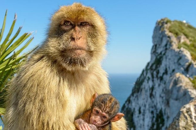 Gibraltar Inside Out Standard Tour 1.45hrs - Pillars of Hercules: myth, geography, and a fast stop