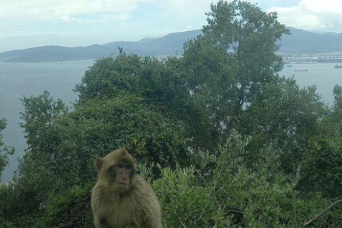 Gibraltar, Mijas and Marbella Private Tour From Malaga Province - Entering Gibraltar’s Top Sights, Without the Stress