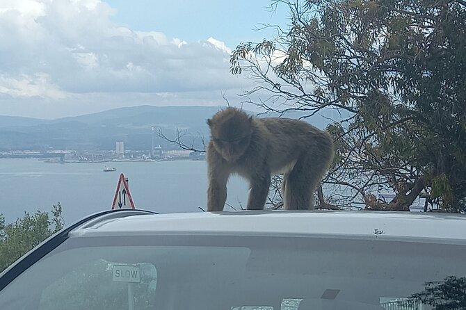Gibraltar, Mijas and Marbella Private Tour From Malaga Province - The Value Question: Private Guide, Short Circuit, and What $243.10 Buys