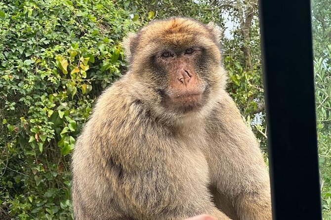 Gibraltar, Mijas and Marbella Private Tour From Malaga Province - Stop 1, Gibraltar Orientation: Getting Your Bearings Fast