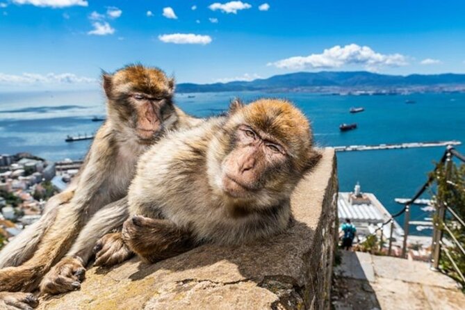 Gibraltar Pass- The Official City Pass for all attractions! - Alameda Wildlife, the botanic gardens, and the City Under Siege exhibit for a calmer middle
