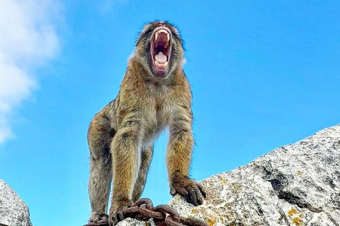 Gibraltar Private Daytrip From Sevilla - Why This Tour Feels Easier Than DIY Gibraltar