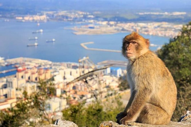 Gibraltar private tour from Seville including the upper rock - The guide makes the day: Mustafa, Luis, Javier, David, Kevin