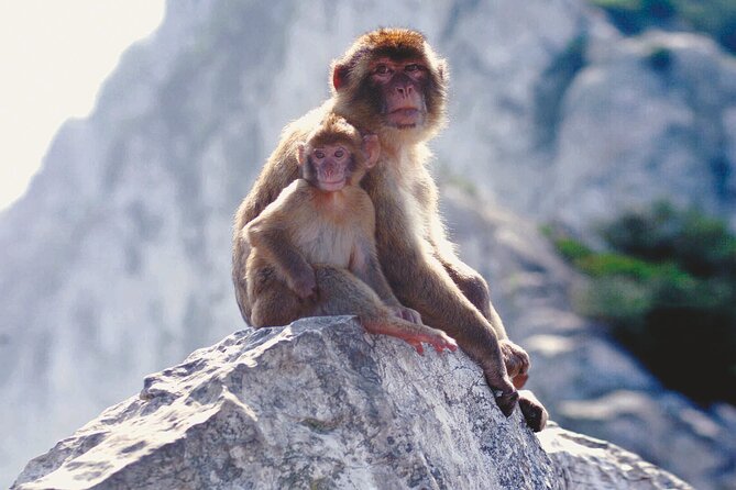 Gibraltar Rock Guided Tour - Apes’ Den: wild Gibraltar monkeys, close photos, and simple etiquette