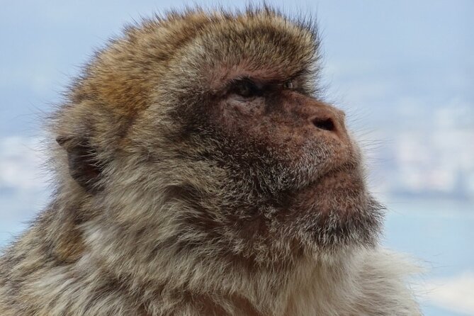 Gibraltar Shore Excursion: The Original Rock, Shop & Caves Tour - Logistics to Watch: Meet-Up Clarity and On-Time Starts