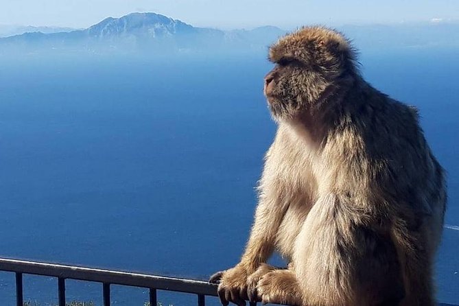 Gibraltar Sightseeing : Classic Rock Tour plus World War 2 Tunnels (Private) - Rock of Gibraltar and Pillars of Hercules, the view section you actually need
