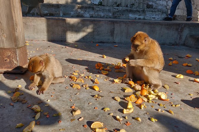Gibraltar Sightseeing: Classic Rock Tour (Private) - Stop 5: Barbary macaque feeding station, the stop kids and adults remember