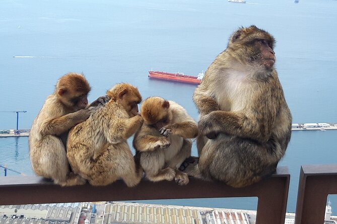 Gibraltar Sightseeing : Classic Shore Excursion (Private) - Pillars of Hercules: Straits views in a 10-minute window