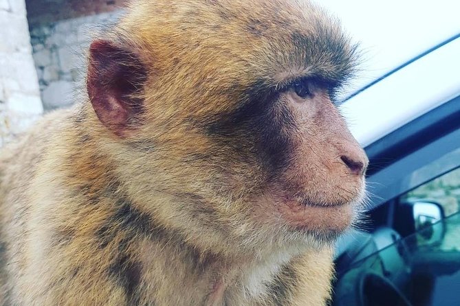 Gibraltar Sightseeing : Extended Rock Tour / Shore Excursion (Private) - Barbary macaque feeding station: meet the famous monkeys