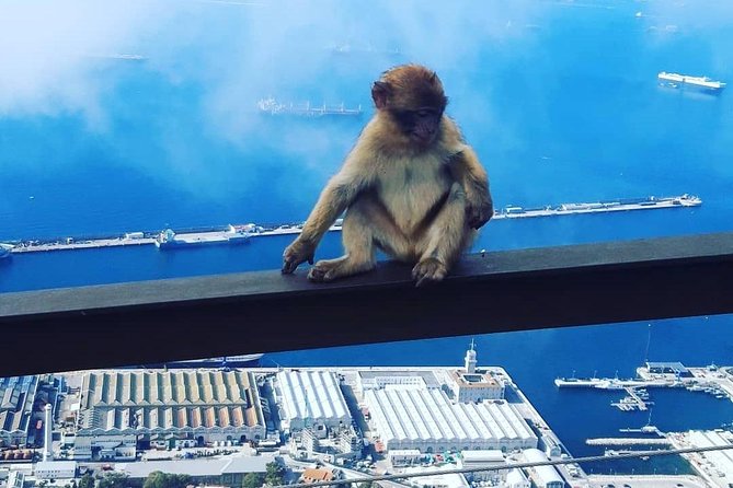 Gibraltar Sightseeing : Extended Rock Tour / Shore Excursion (Private) - Windsor Suspension Bridge and Great Siege Tunnels: modern bridge views and military engineering