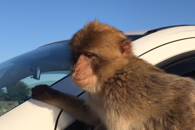 Gibraltar Sightseeing: Premium Rock Tour / Shore Excursion (Private) - St. Michael’s Cave: monkeys, the interior experience, and that special angle
