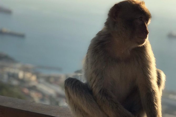 Gibraltar Sightseeing: Premium Rock Tour / Shore Excursion (Private) - Barbary Macaque Feeding Station: up close, controlled, and memorable