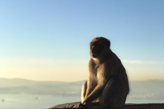 Gibraltar Sightseeing: Premium Rock Tour / Shore Excursion (Private) - Price and value: what you’re really paying for at $694.90 per person
