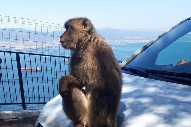 Gibraltar Sightseeing :SKYWALK AND SUSPENSION BRIDGE TOUR (Private) - Barbary macaque feeding station: a fun break from the walking