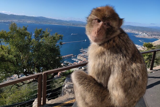 Gibraltar Sightseeing: Sunset Panoramic and Monkey Tour - A 1-hour private sunset loop on Gibraltar’s Upper Rock