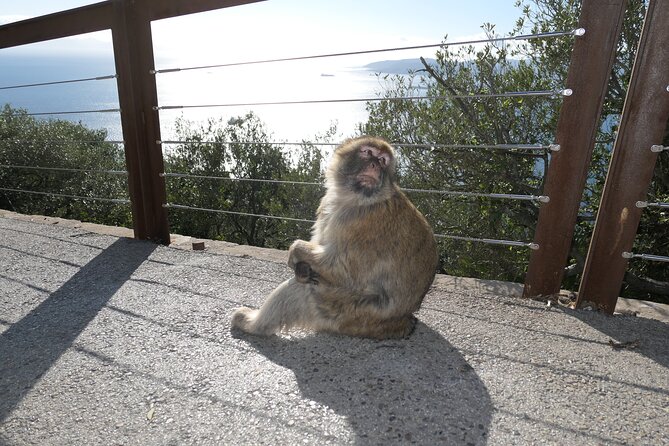 Gibraltar Sightseeing: Sunset Panoramic and Monkey Tour - Price and value for groups up to 8