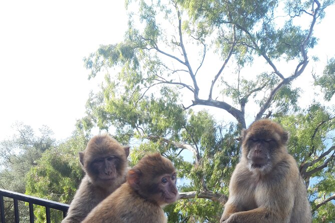 Gibraltar Sightseeing: Sunset Panoramic and Monkey Tour - Who this tour suits best (and who should skip it)