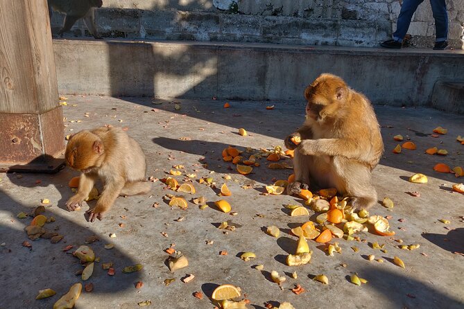 Gibraltar Sightseeing: Sunset Panoramic and Monkey Tour - Meeting points, pickup, and where the tour ends
