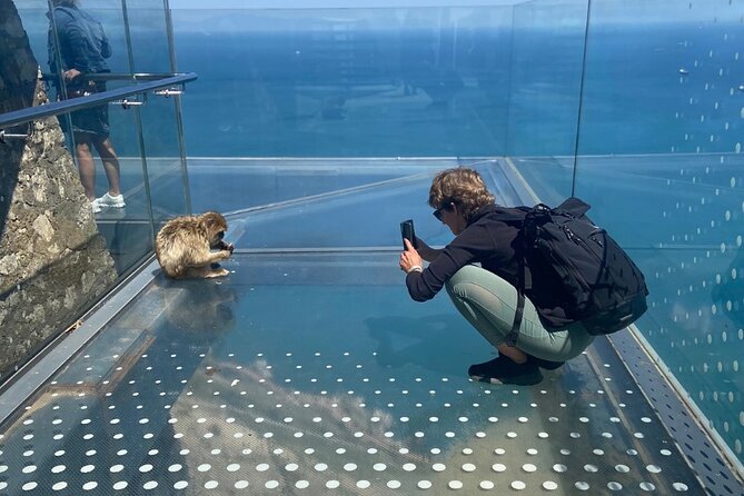 Go Tours 360° Experience in Gibraltar with Professional Guide - The Rock Nature Reserve: macaques, flora and fauna, and real time