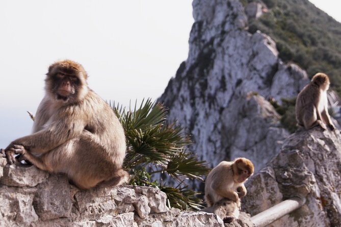 Go Tours 360° Experience in Gibraltar with Professional Guide - Pickup, private group size, and why it changes your experience