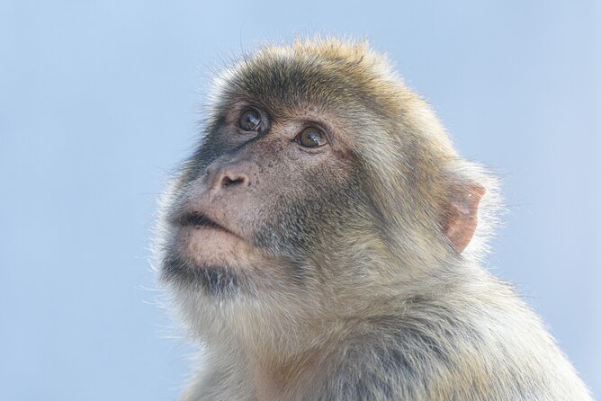 Go Tours Private Rock Experience Tour in Gibraltar - The Rock of Gibraltar Nature Reserve, macaques included