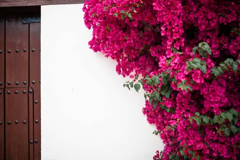 Guided tour in Spanish to the courtyards of Córdoba - Planning your 2-hour patio walk around the Alcázar area