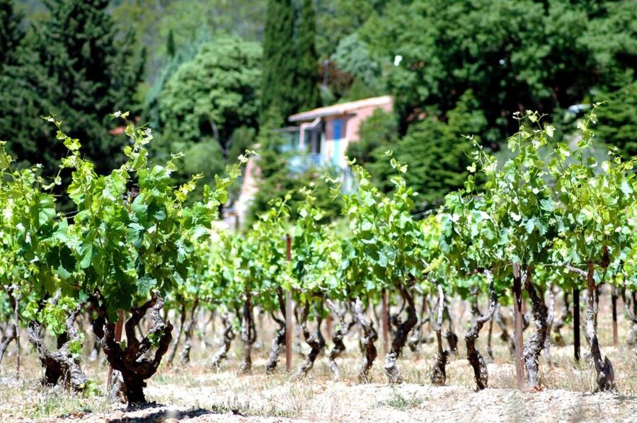 Half-Day Wine Tour in Andalusia in small group - Who This Tour Suits Best (and Who Might Prefer Something Else)