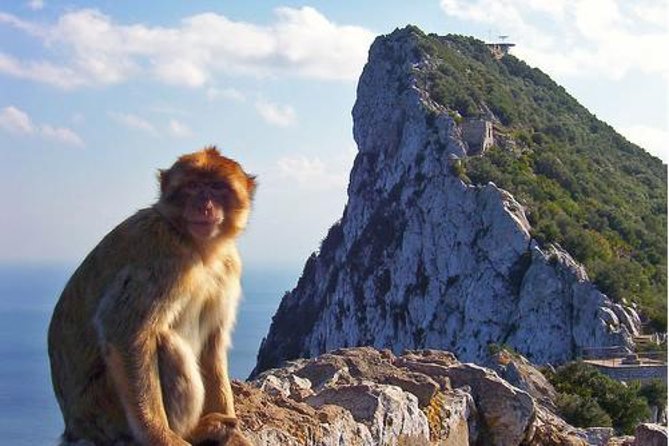 Historic Gibraltar Rock and St Michael's Cave Tour from Seville - Guides make or break it: Petra, Carlos, Daniella, and the sound problem to watch for