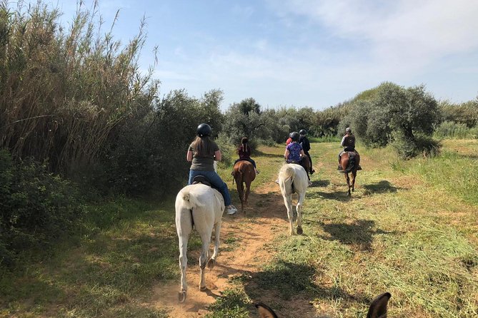 Horse Riding Excursion from Seville - The Route: Trails, Pines, and Olive and Orange Groves