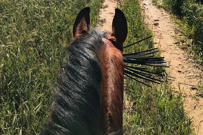 Horseback riding around Doñana National Park - Riding instruction style: patient, level-aware, and horse-first