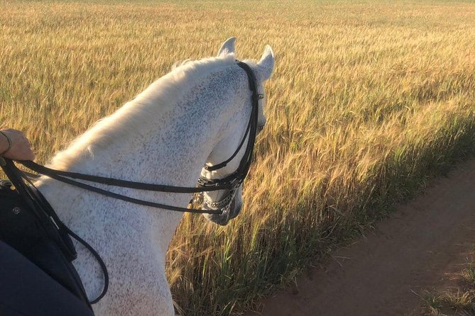 Horseback riding around Doñana National Park - Group size and personalization: why up to 10 matters