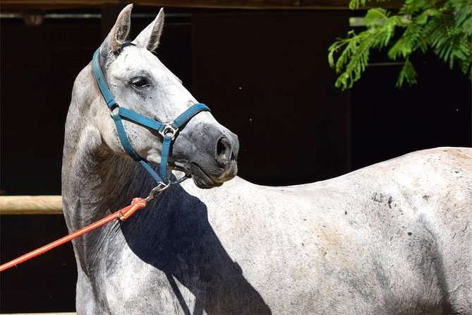 Horseback Riding Experience in Aljarafe, Doñana park from Seville - El Aljarafe Horse Country Works for a Half-Day Break