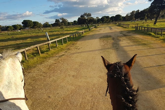 Horseback Riding Experience in Aljarafe, Doñana park from Seville - Getting There in Seville: The Meeting Point That Saves Time