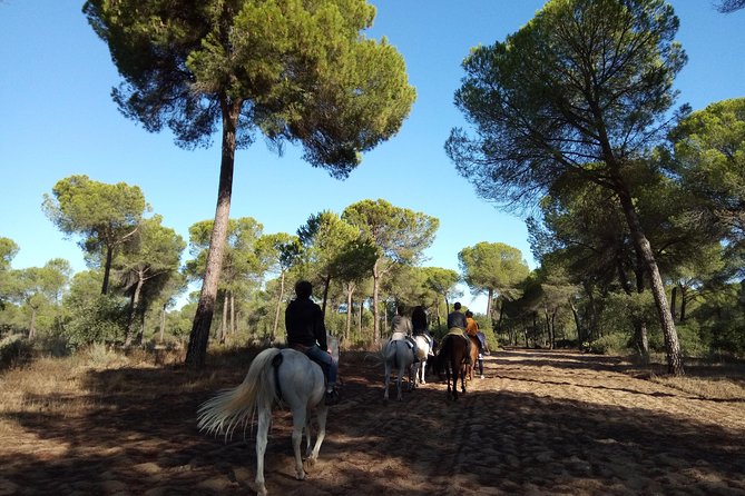 Horseback Riding Experience in Aljarafe, Doñana park from Seville - The Trail Experience in El Aljarafe: Quiet, Country Air, and Real Breathing Room