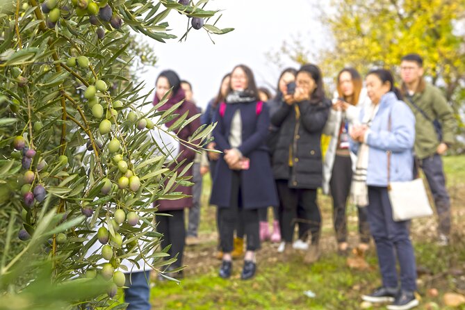 Jaén Discover the Secrets of Olive Oil: Tour & Sensory Tasting - Jaén’s Olive Country, With an Eye for What Matters