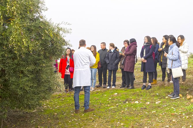 Jaén Discover the Secrets of Olive Oil: Tour & Sensory Tasting - The Olive-to-Oil Story, Start to Finish at the Mill