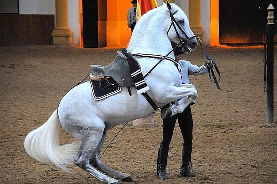 Jerez: Historic center of Jerez and horse show - Plaza del Arenal: reconquest stories in walking distance