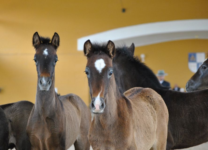 Jerez: Yeguada de la Cartuja Carthusian Horses Tour - Key highlights you will remember