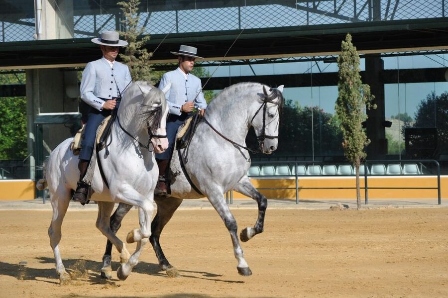 Jerez: Yeguada de la Cartuja Carthusian Horses Tour - Should you book this Jerez horse farm tour?