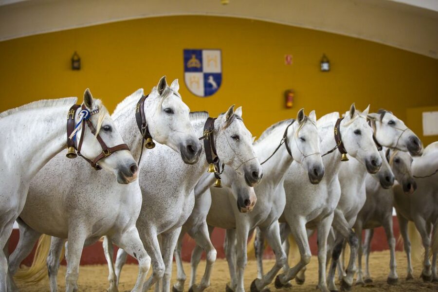 Jerez: Yeguada de la Cartuja Carthusian Horses Tour - Seeing free-running colts, mares, and stallions