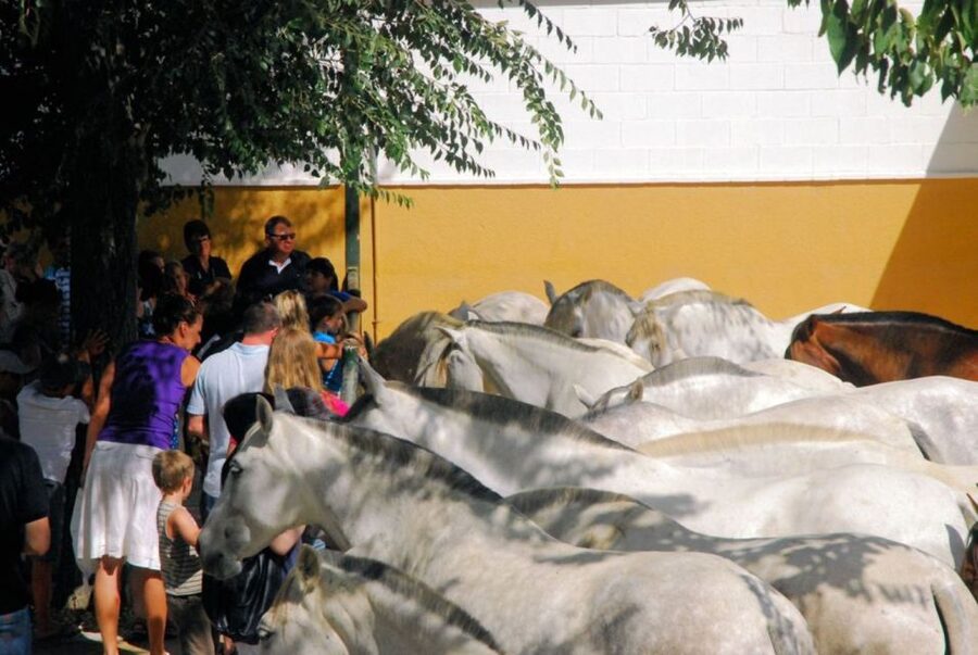 Jerez: Yeguada de la Cartuja Carthusian Horses Tour - Logistics that matter: meeting point, getting there, and what to bring
