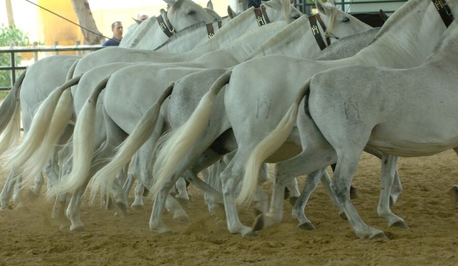 Jerez: Yeguada de la Cartuja Carthusian Horses Tour - Who should book this Cartuja horses tour