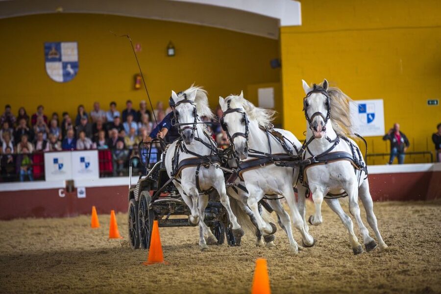 Jerez: Yeguada de la Cartuja Carthusian Horses Tour - The 2.5-hour flow: tour first, show after